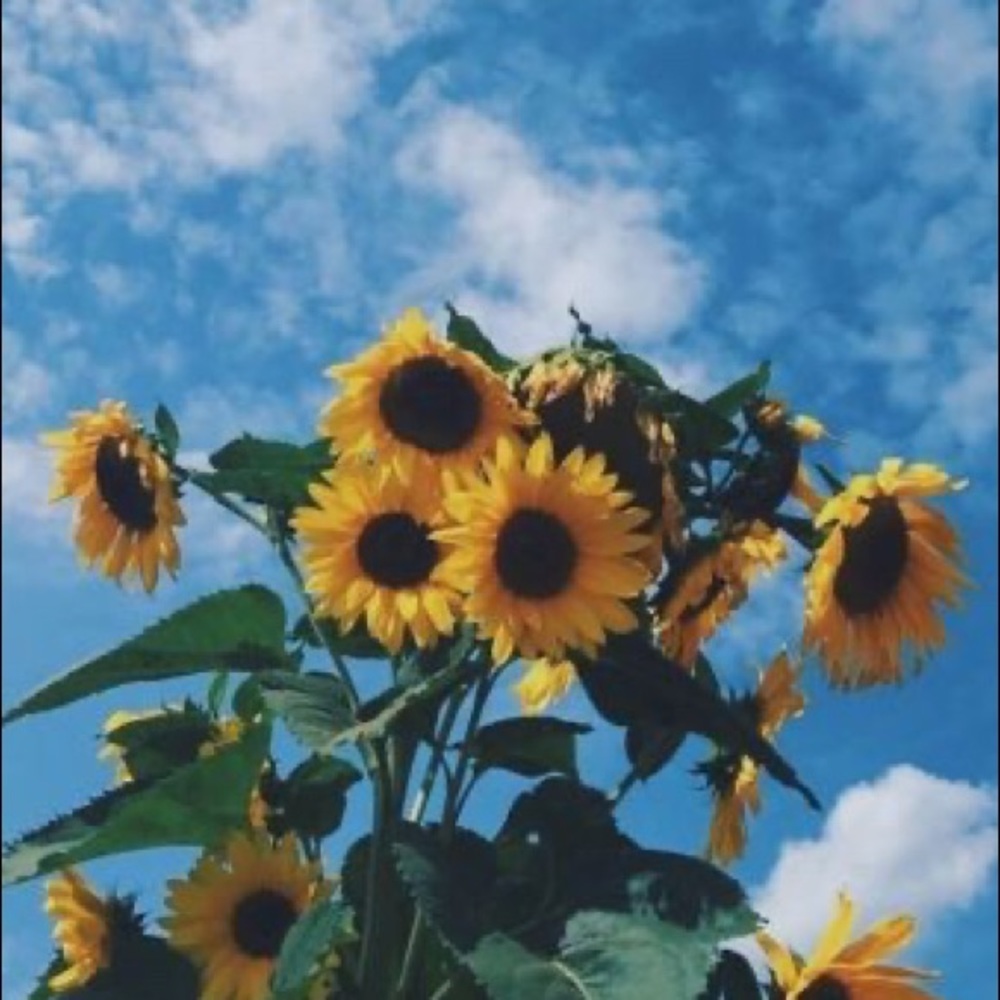 Meet your Posher, Maggie